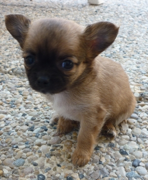 Chihuahua-Harybo-bébé Chihuahua-Harybo-bébé