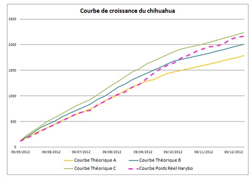 courbe-croissance-chihuahua