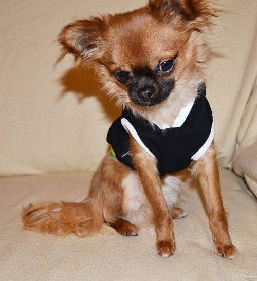 Chihuahua avec sweat noir