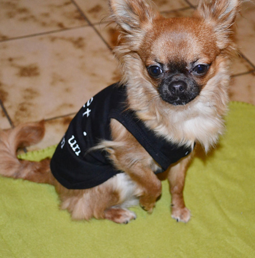 Vêtement pour chien Ohpacha