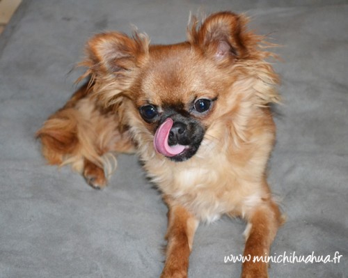 Chihuahua tire la langue