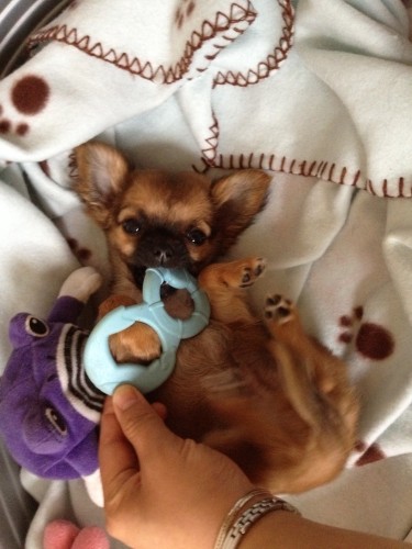 Chihuahua-Harybo-fait-ses-dents
