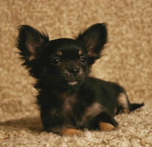 Chihuahua-poil-long-elevage-du-petit-dan