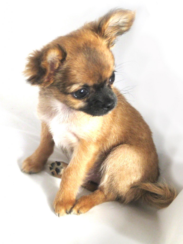 Chihuahua Harybo