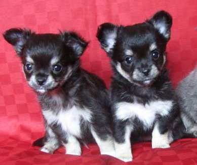 chihuahua-elevage-reves-polaires