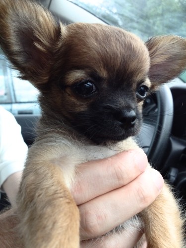 Chihuahua-adoption-1er-jour