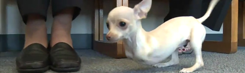 Chihuahua-sans-pattes-avant