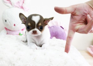 chihuahua-teacup