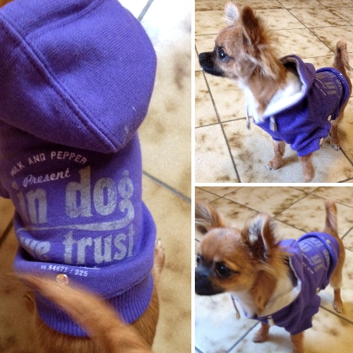 Chihuahua avec sweat violet Chihuahua avec sweat violet