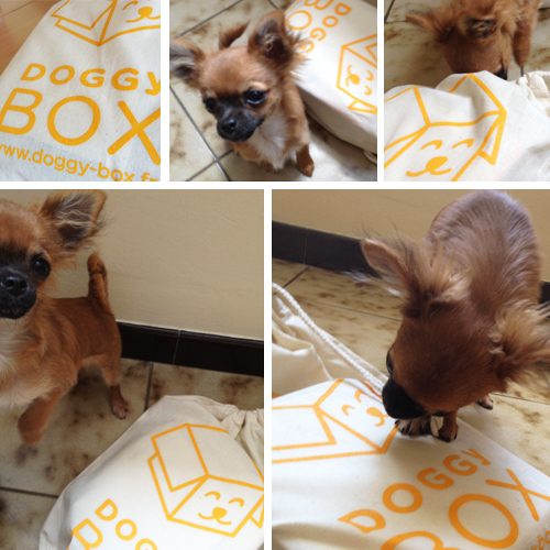 Harybo-et-sa-doggy-box