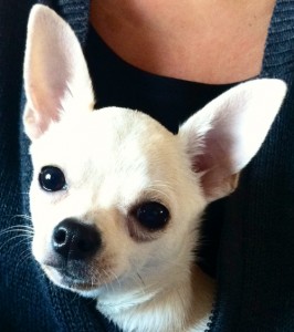 Laura-et-Chanel-gagnant-concours-photo-chihuahua