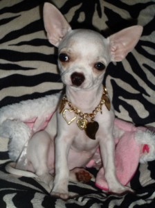 Tifanny-et-Chanel-gagnant-concours-photo-chihuahua