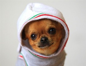Chihuahua à capuche