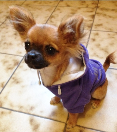 chihuahua-avec-sweat-violet chihuahua-avec-sweat-violet