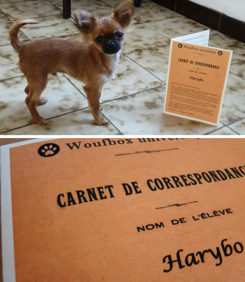 Harybo et son carnet de correspondance Woufbox