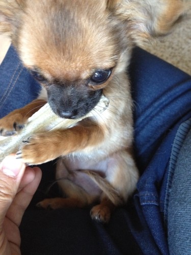 Chihuahua Harybo avec son os à mâcher
