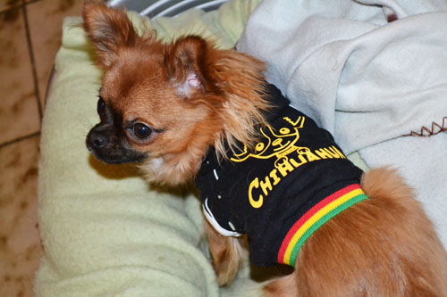 Chihuahua Harybo avec sweat noir