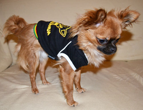 Chihuahua avec sweat noir