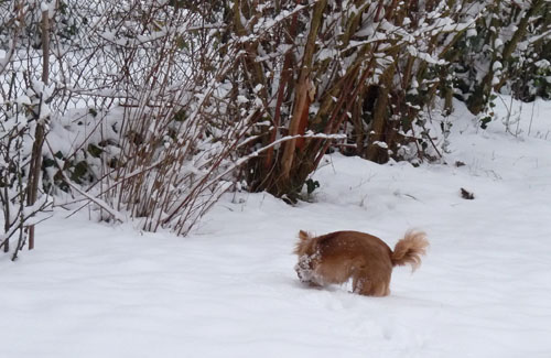 Chihuahua dans la neige