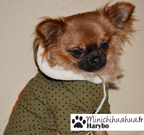 Harybo avec manteau de chez cani-mode