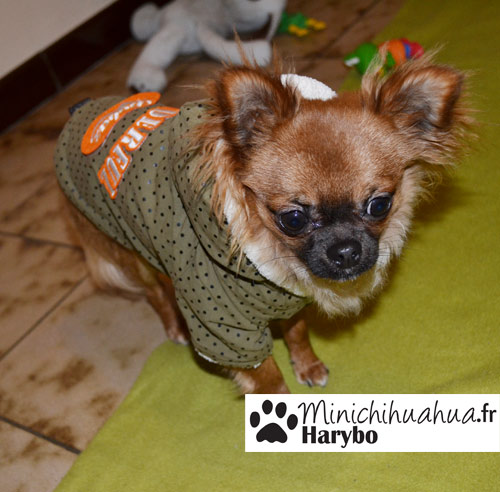 Chihuahua avec manteau pour chien