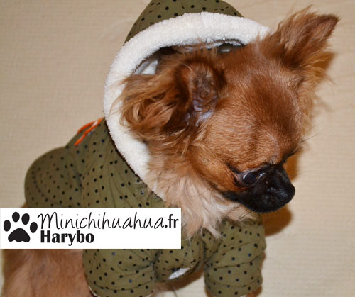 Chihuahua Harybo avec manteau à capuche cani-mode.com
