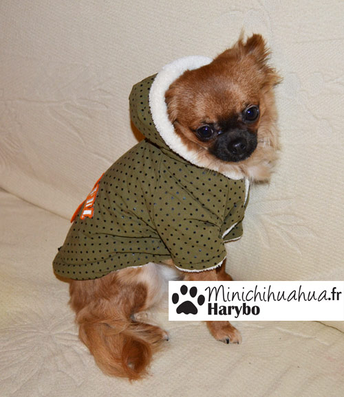 Harybo avec manteau pour chien