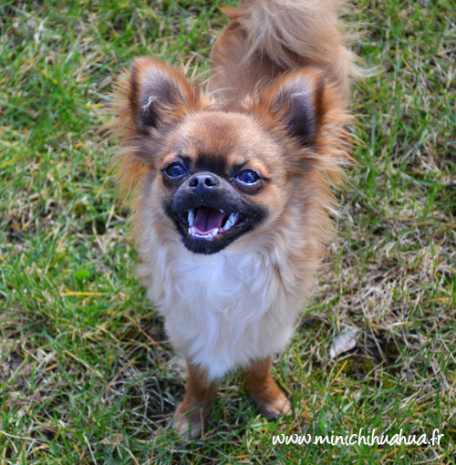 Chihuahua souriant
