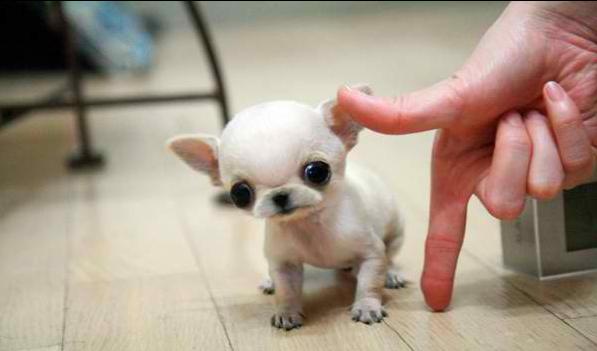 Chihuahua miniature