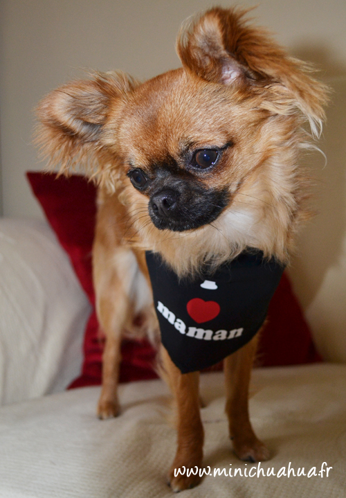 Chihuahua en mode Oh Pacha