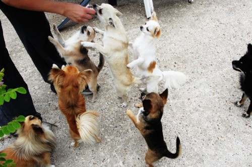 Travailler avec les animaux