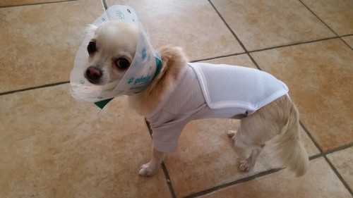 steriliser mon chihuahua