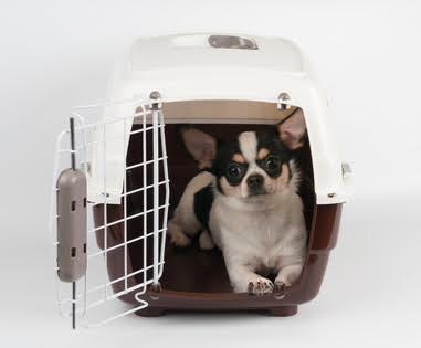 cage chihuahua