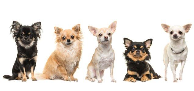 bien être chihuahua