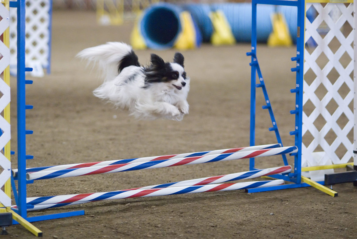 L’Agility Minichihuahua.fr