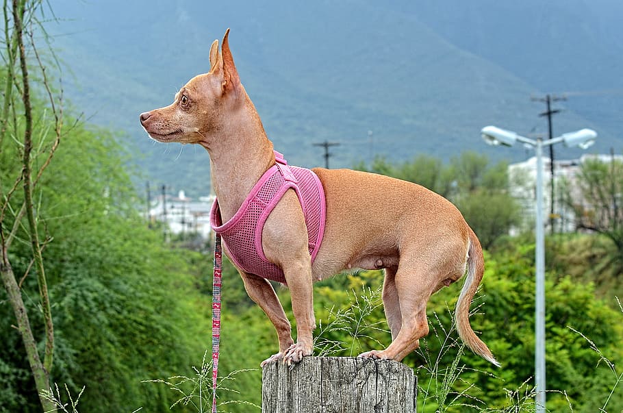 Quels Harnais pour mon chihuahua ? 