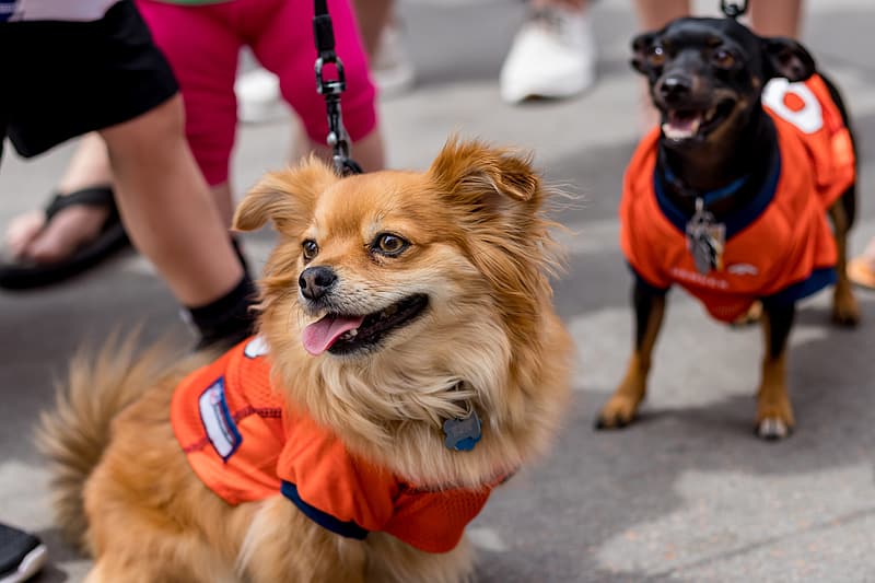 Quels Harnais pour mon chihuahua ? 