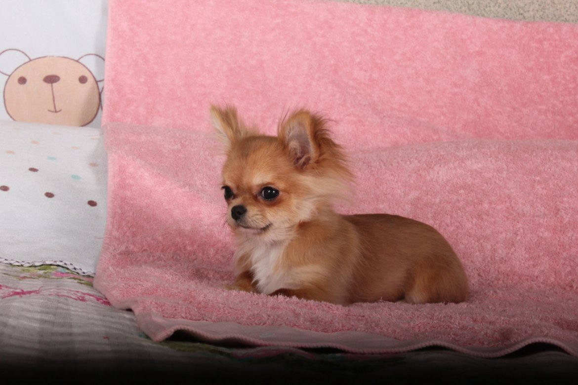 bebe-chiwawa
