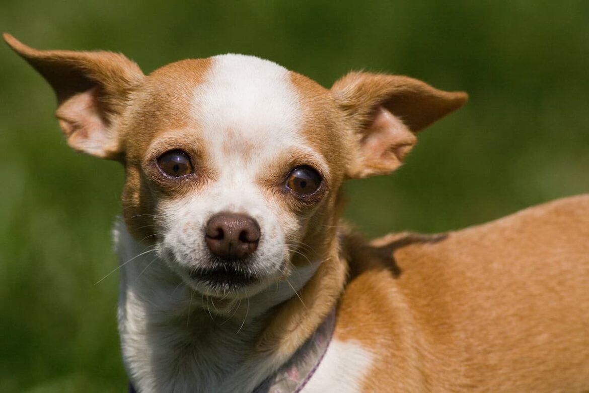 calmer-chihuahua
