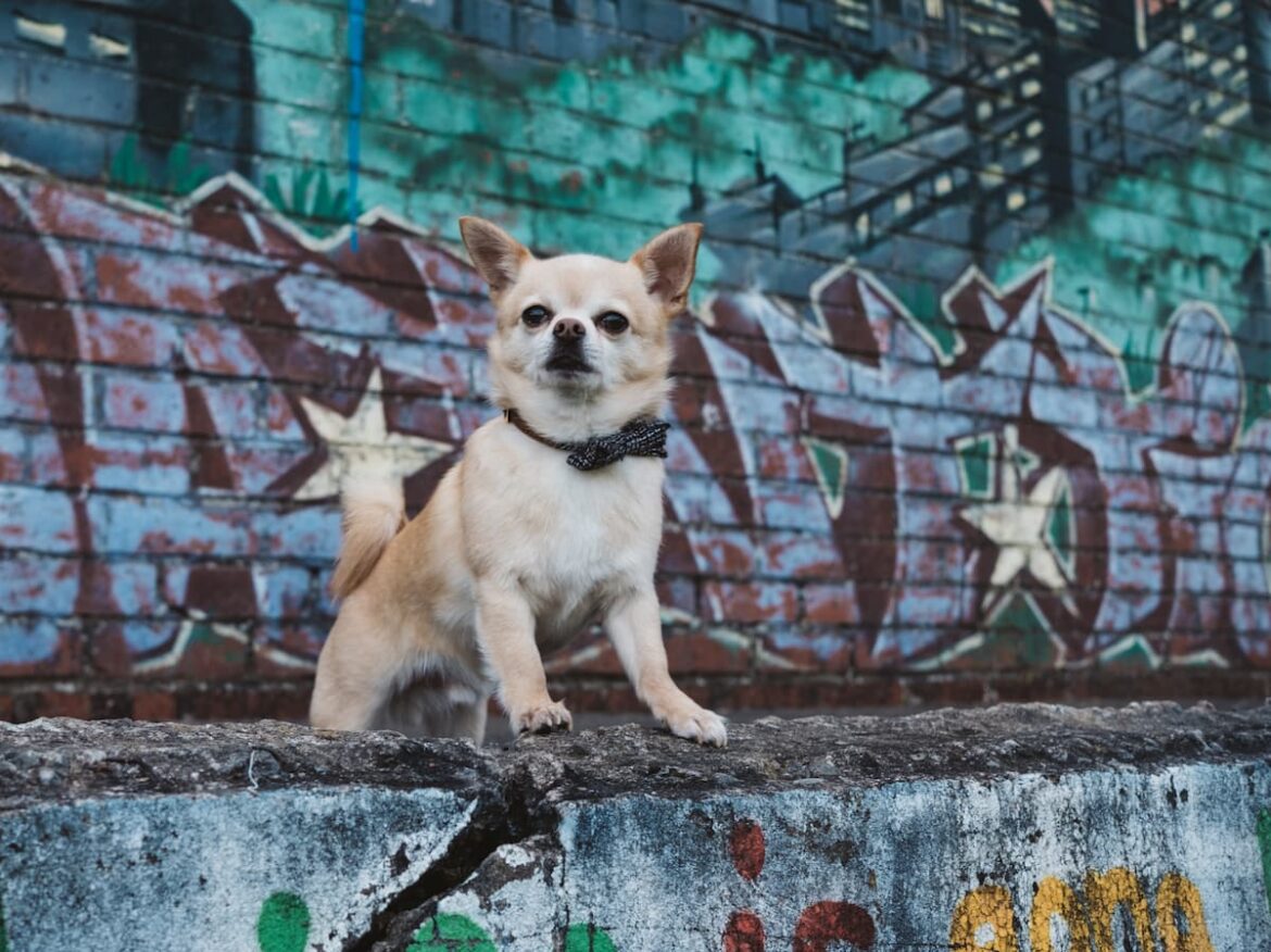 calmer-chihuahua (2)