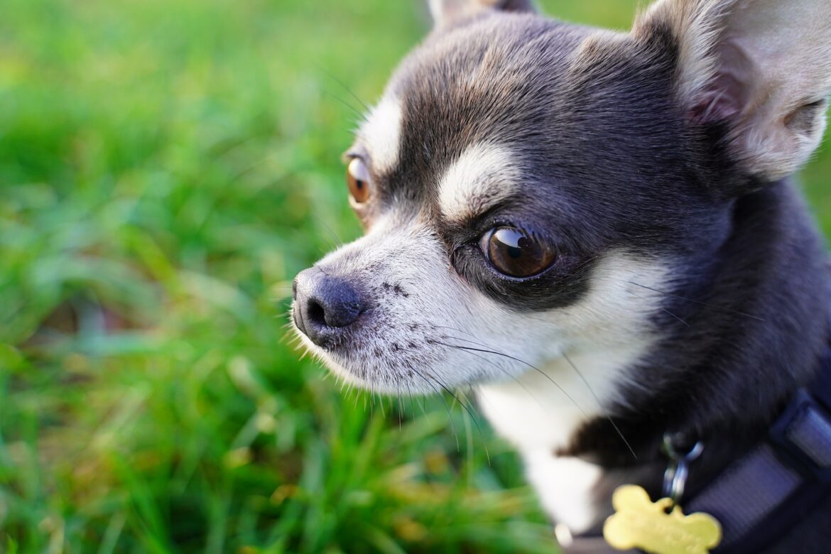 chihuahua-seul
