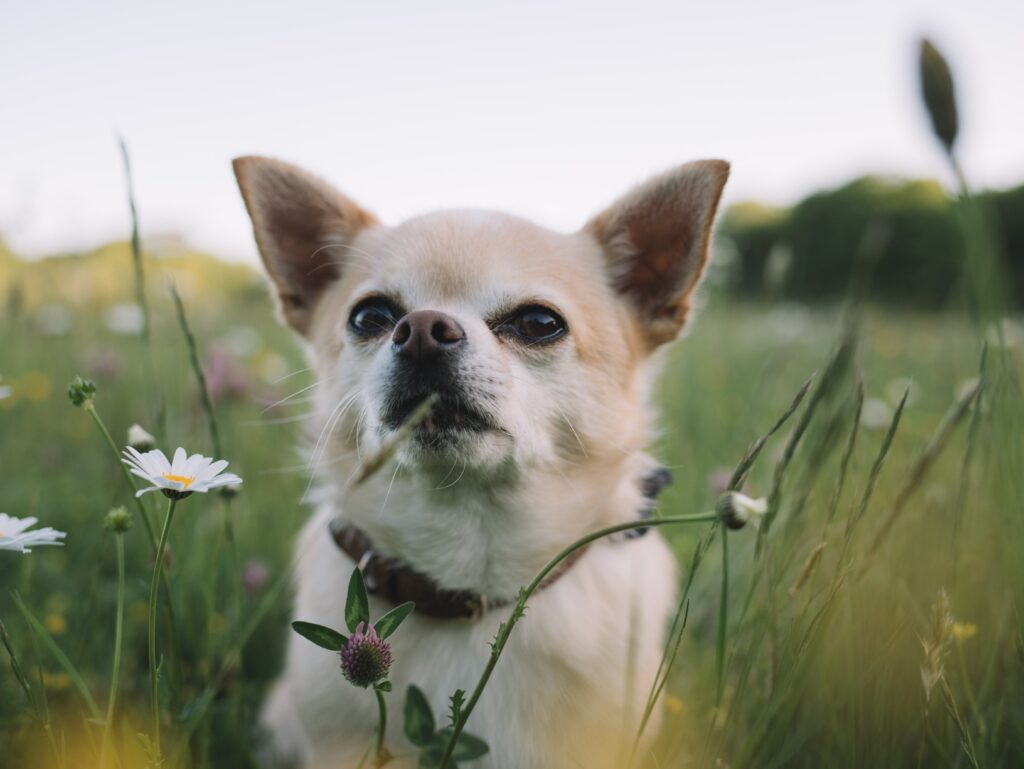 chihuahua