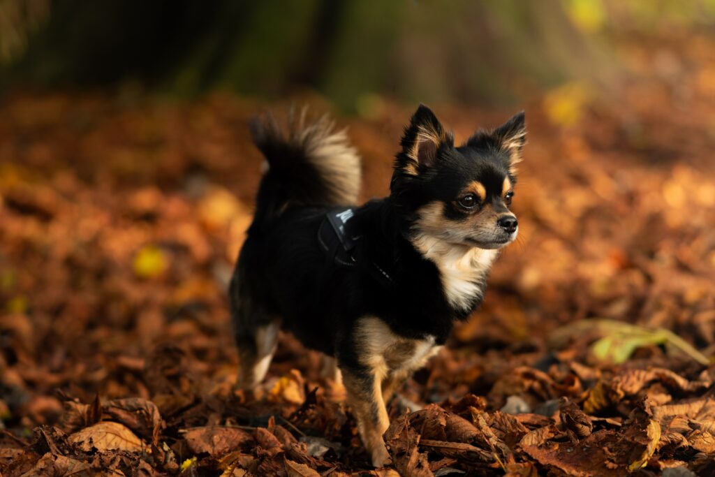 Comment bien éduquer un chiot de 2 mois ? Minichihuahua.fr