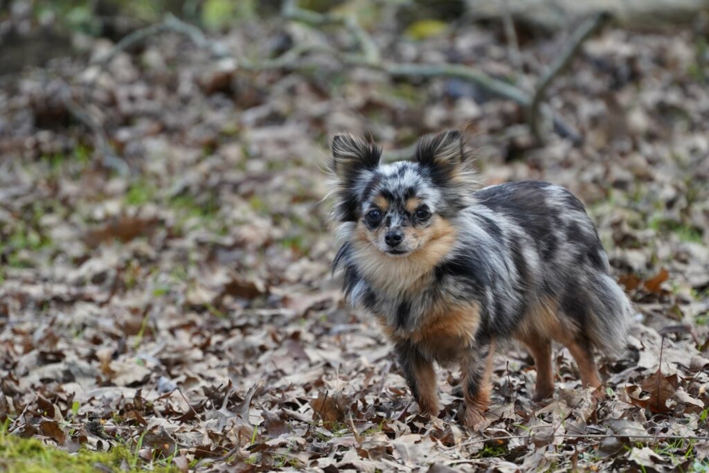 Découvrez les Types de Chihuahuas : Poil Court, Poil Long et Variétés