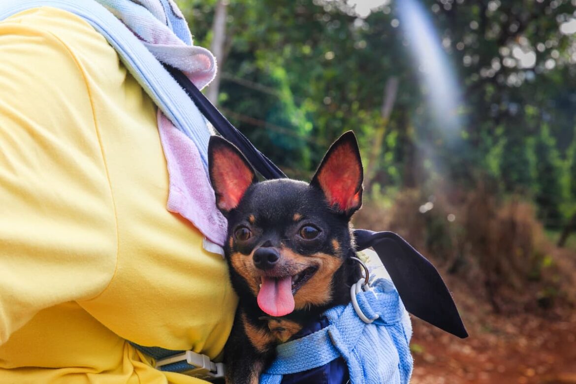 adopter-chihuahua