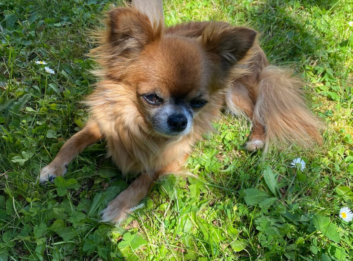 chihuahua-harybo