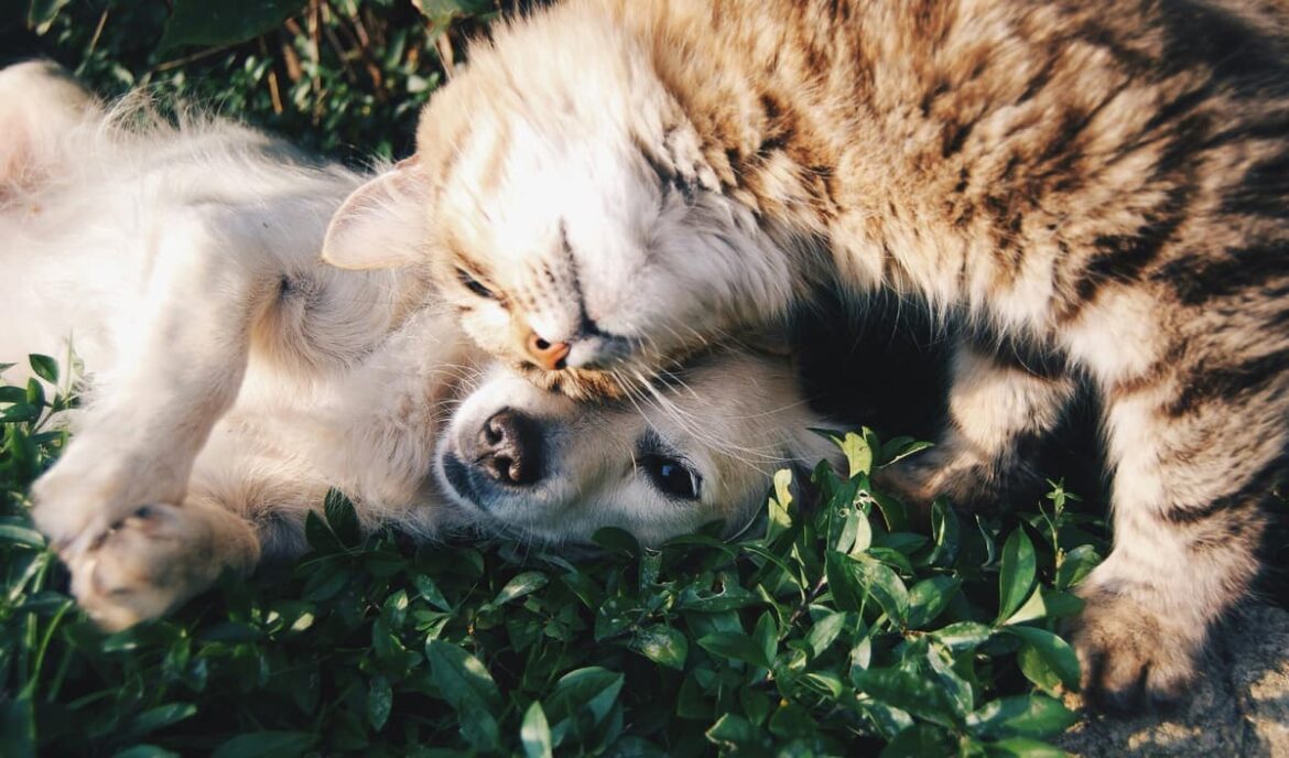 chien-et-chat