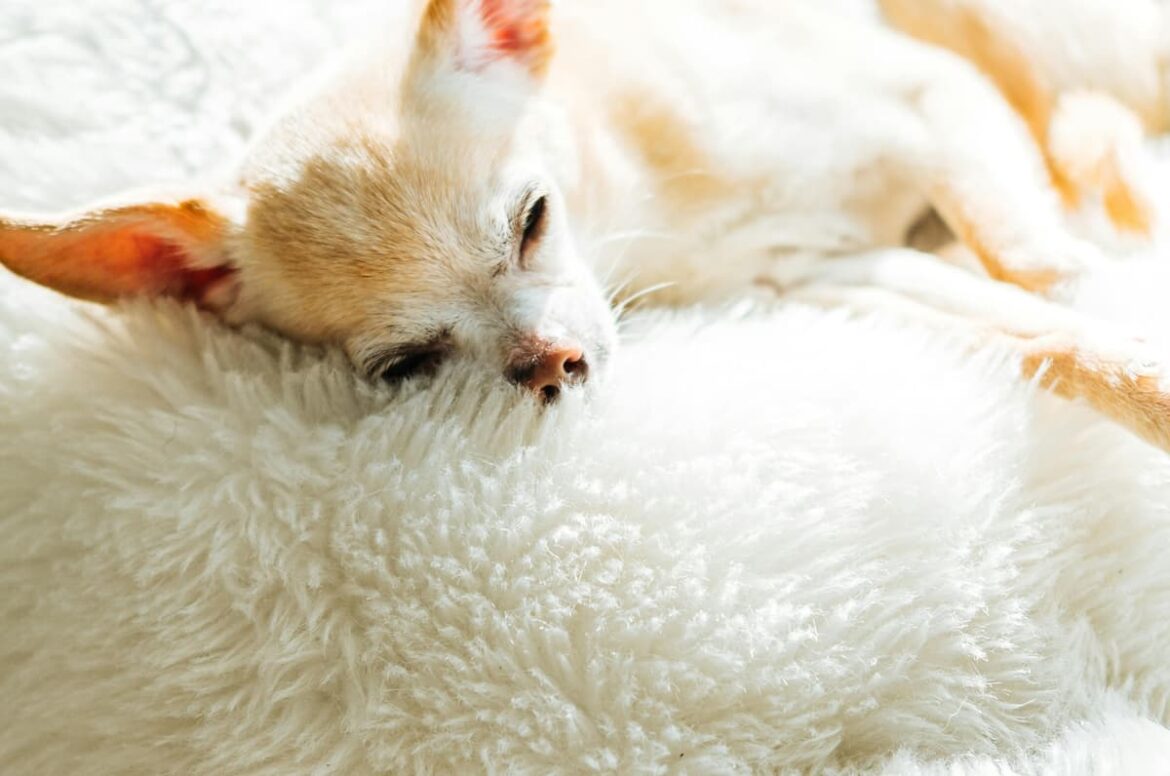 boutique-pour-tout-poil