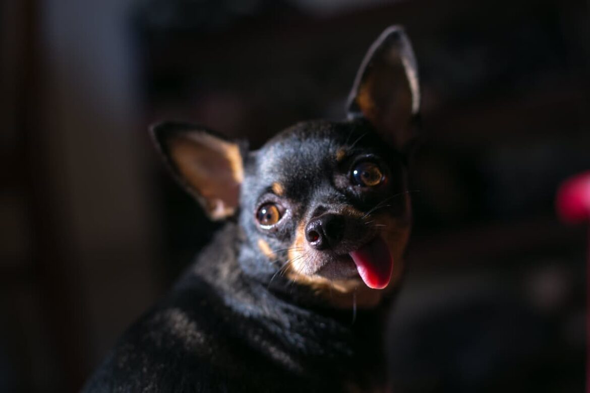dentition-chihuahua