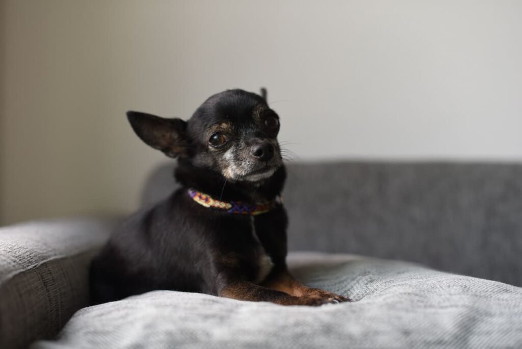 chihuahua poils court